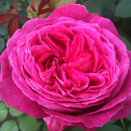 80-100 cm - Trandafiri - Freifrau Caroline® - 